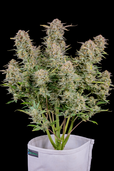 Instagram Bruce Banner Auto