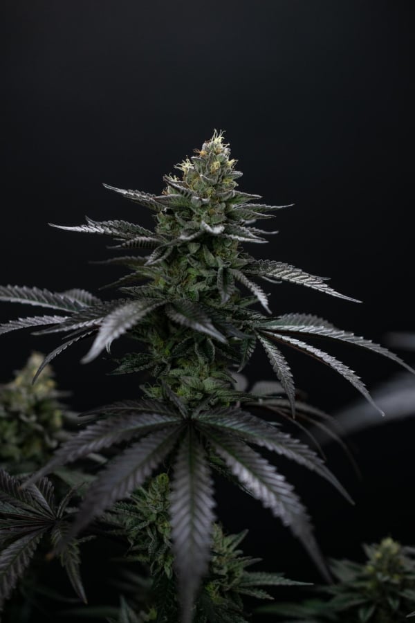 Instagram Biscotti Gelato