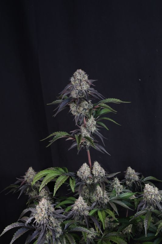 Instagram Sundae Frost Auto