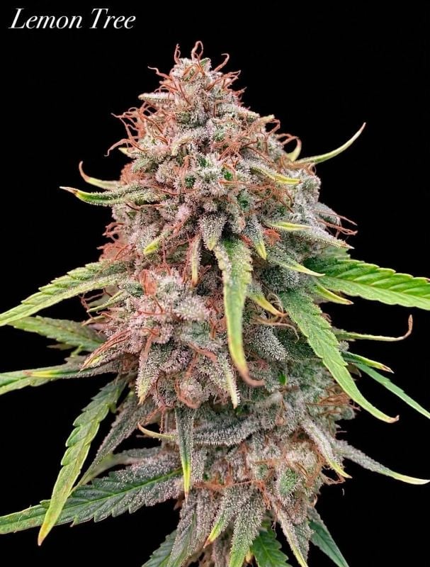 Instagram Lemon Tree Auto