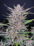 Instagram Gorilla Punch Auto