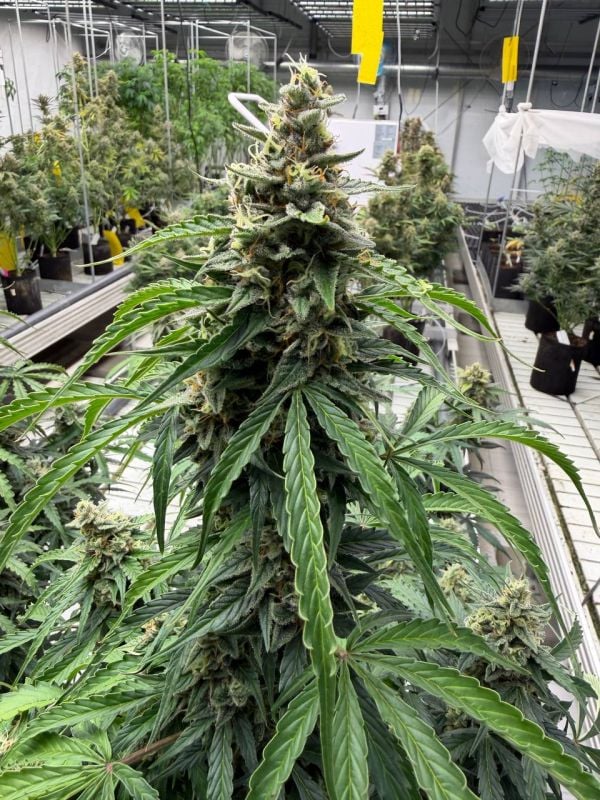 Instagram Northern Lights Auto