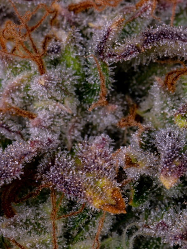 Buy Amnesia Zkittlez Auto Cannabis Seeds | Fast Buds