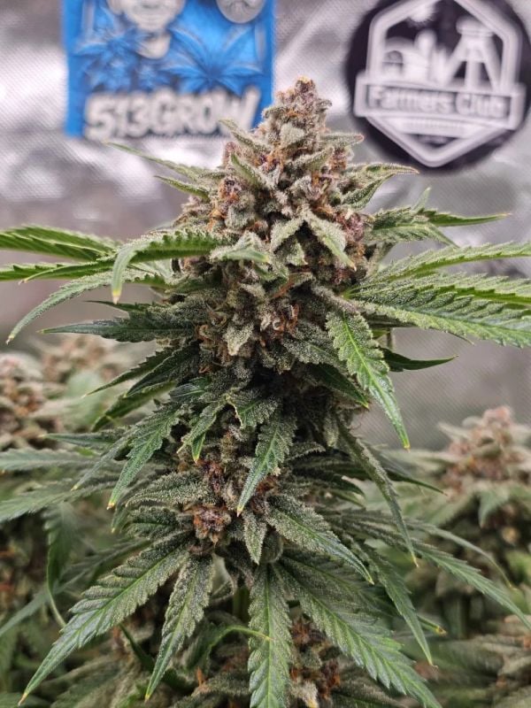 Instagram Cherry Cola Auto RF3