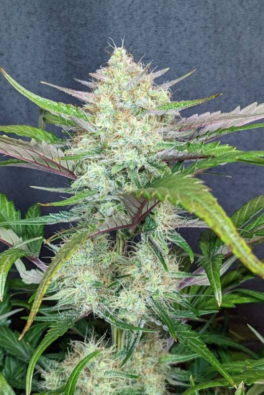 Instagram Strong Strains Trial Pack
