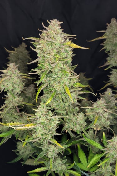 Instagram Guava Auto