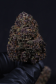 Instagram Banana Purple Punch Auto RF3™