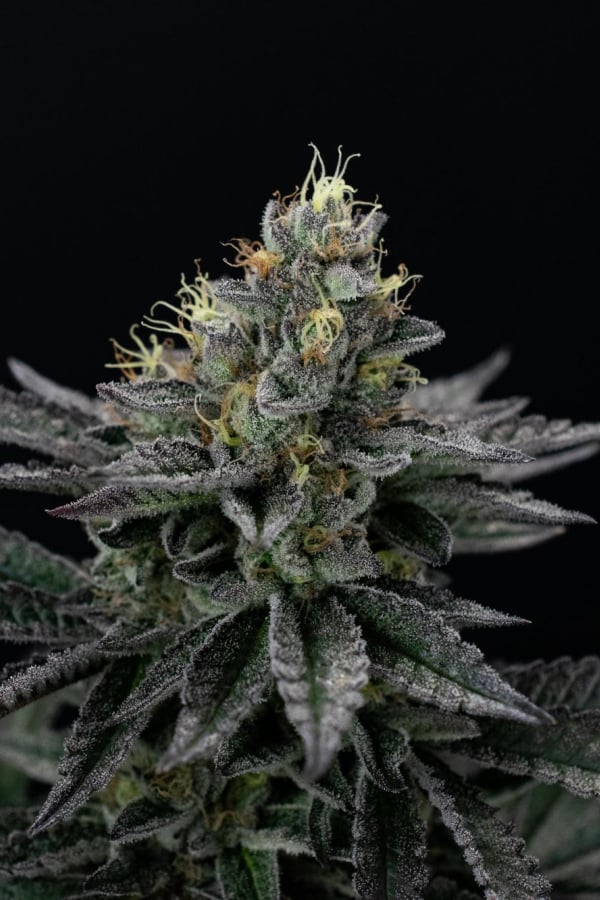 Instagram Biscotti Gelato