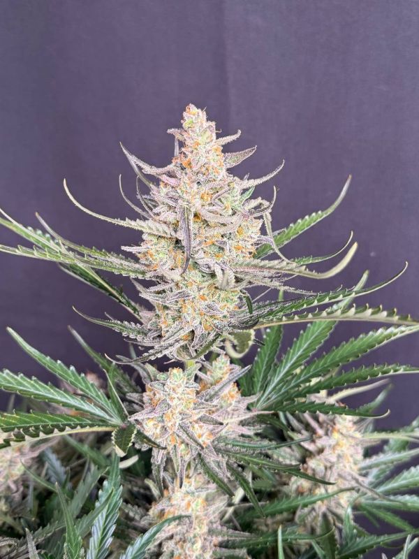 Instagram Big Bud Auto