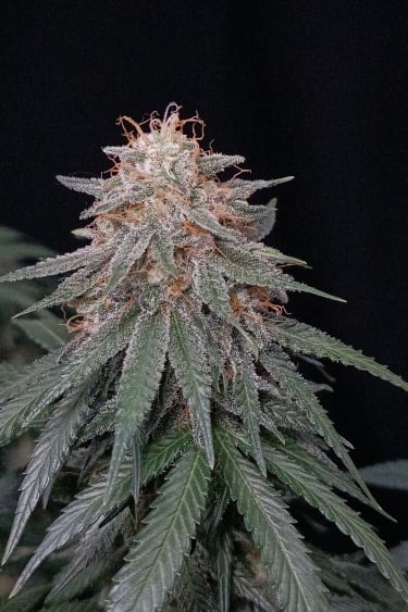 Instagram Orange Sherbet FF