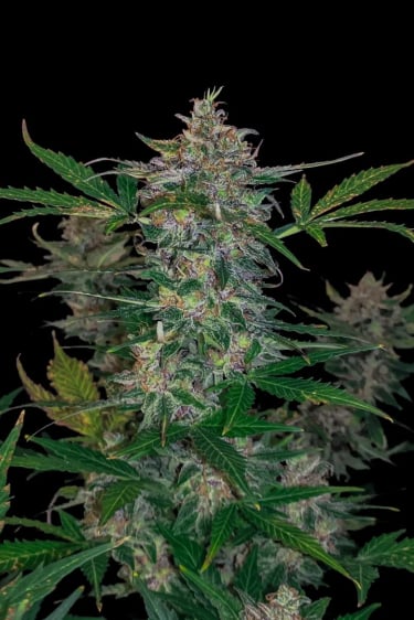 Instagram Gorilla Auto