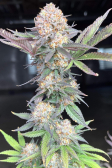 Instagram Purple Lemonade FF