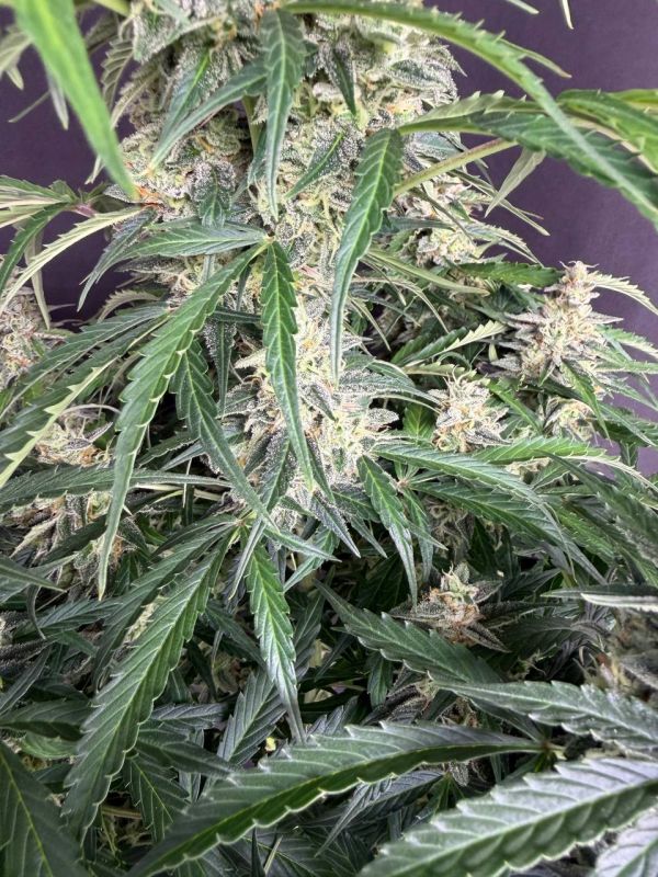 Instagram Northern Lights Auto