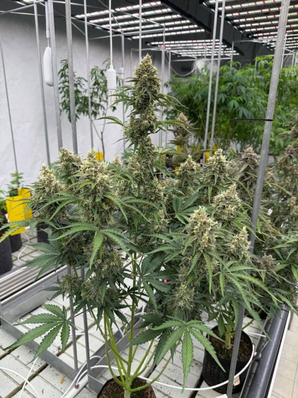 Instagram Skunk Auto