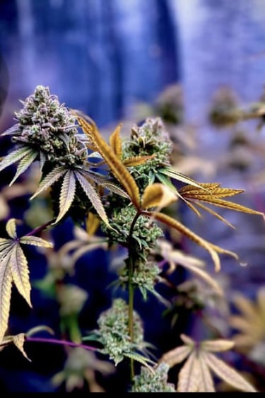 Instagram Afghan Kush Auto