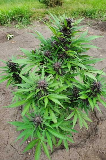 Instagram Purple Lemonade Auto