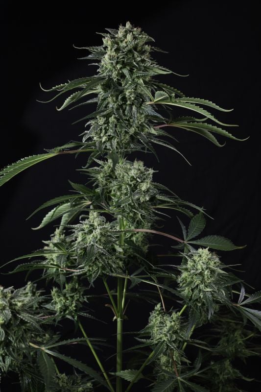 Instagram Banana Guava Auto