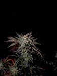 Instagram Mendo Frost Auto™