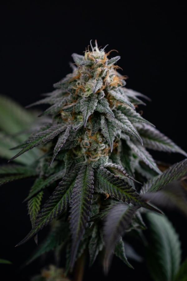 Instagram Lemon Cherry Runtz