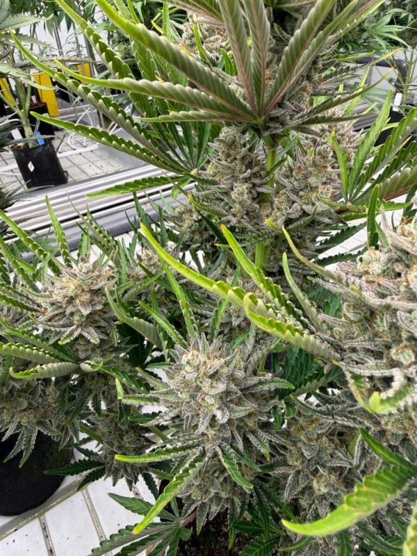 Instagram Trainwreck Auto