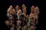 Instagram Lemon Cherry Cookies Auto