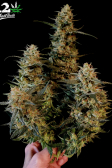 Instagram Gelato Auto