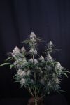 Instagram Lemon Cherry Sundae Auto™