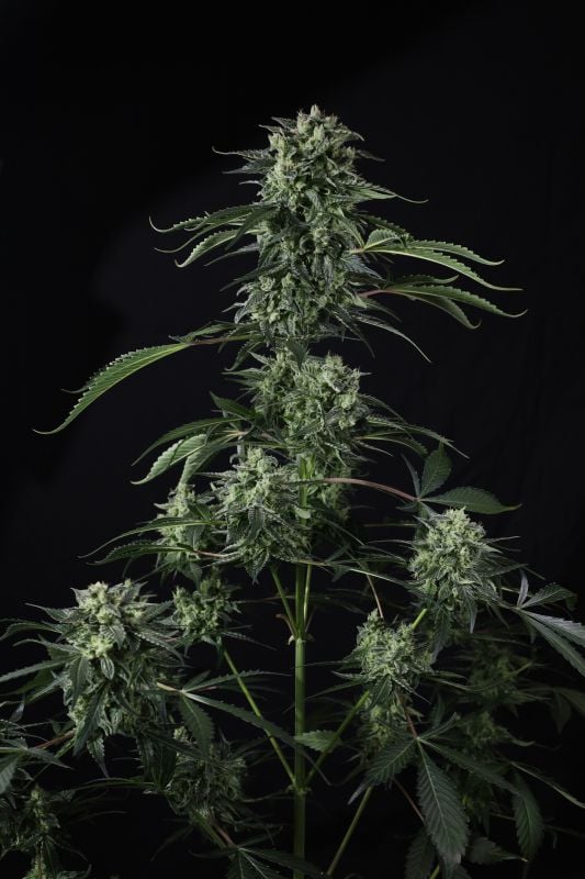 Instagram Banana Guava Auto