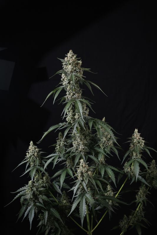 Instagram Banana Cherry Cookies Auto