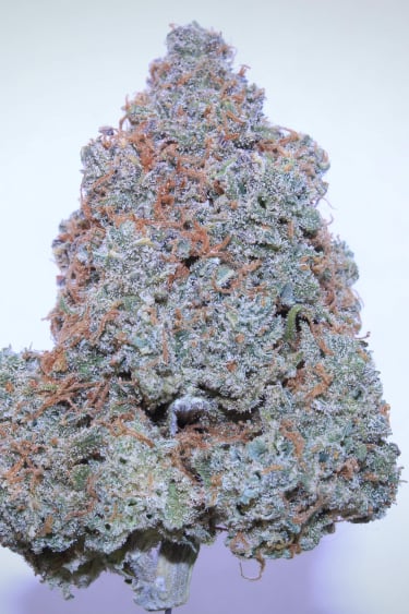 Instagram Cream Cookies Auto