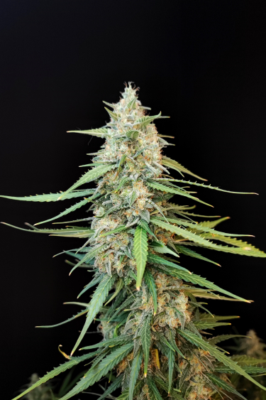 Instagram Sour Diesel Auto