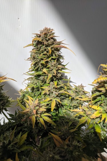 Instagram CBD Auto 201