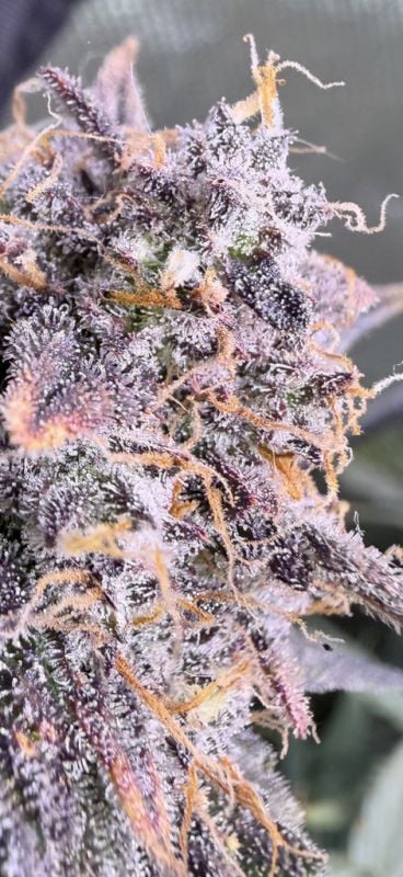 AUTO | Mendo Guava Auto™