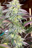 Instagram Papaya Sherbet™