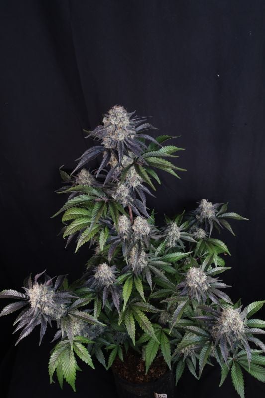 Instagram Sundae Frost Auto