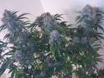 Instagram Cherry Cola Auto
