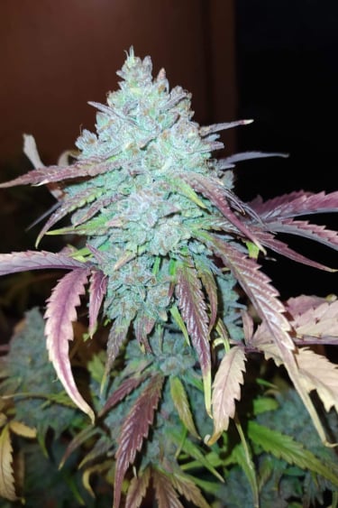 Instagram White Widow Auto