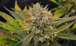 Instagram Guava Runtz Auto™