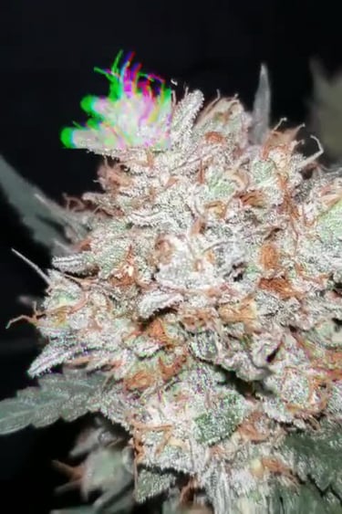 West Coast O.G. Auto