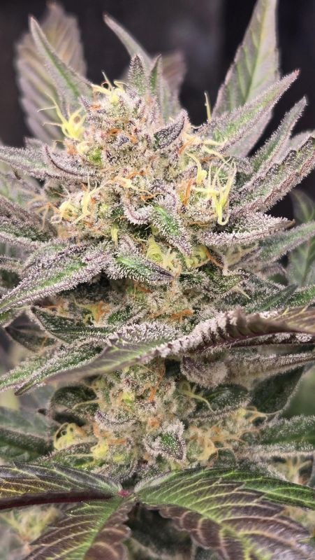 Instagram Mango Frost Auto