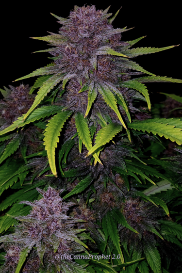 Instagram Tropicana Cookies Auto