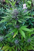 Instagram Purple Punch Auto