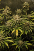 Instagram GG4 Sherbet FF