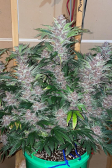 Instagram Cherry Cola Auto