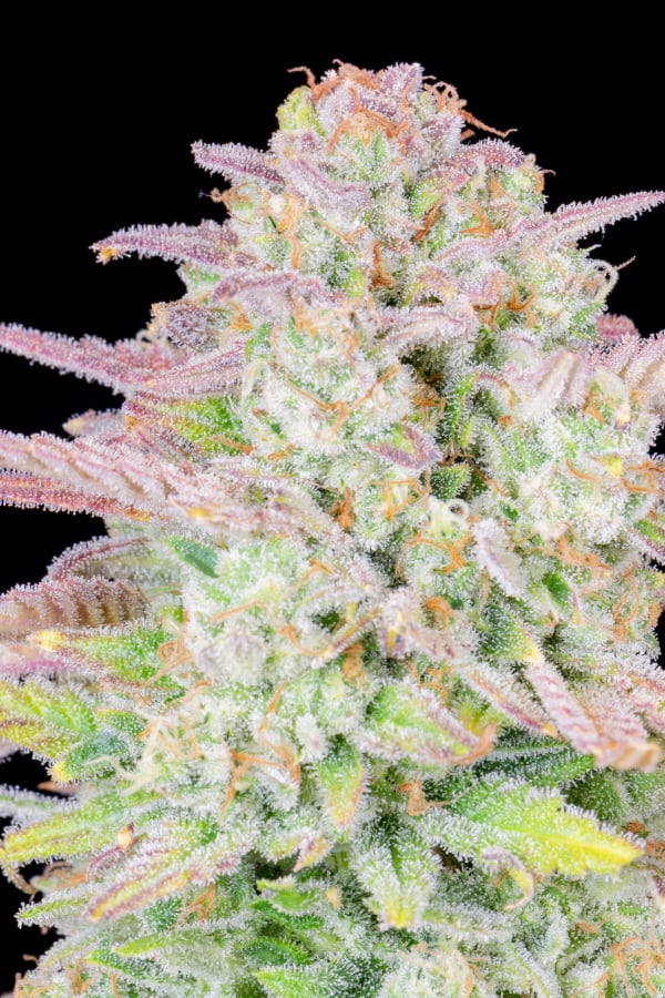 Trainwreck Auto Cannabis Seeds – Buy Trainwreck Strain | Fast Buds