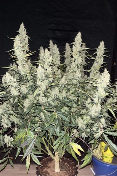 Instagram Jack Herer Auto