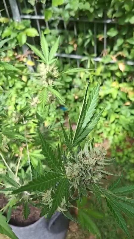 Mendo Guava Auto @greenkeepers_dog_1.0 IG 