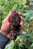 Instagram Purple Punch Auto