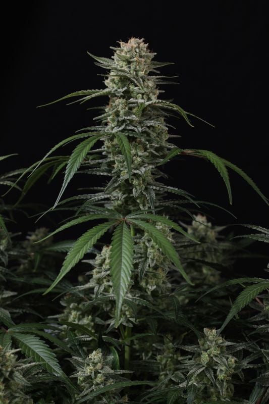 Instagram Banana Cherry Cookies Auto