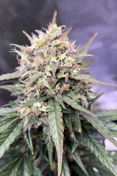Instagram Wedding Glue Auto